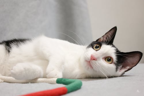 FW - Domestic Short Hair available for adoption