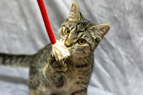 JARVY - Domestic Short Hair available for adoption