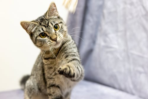JARVY - Domestic Short Hair available for adoption