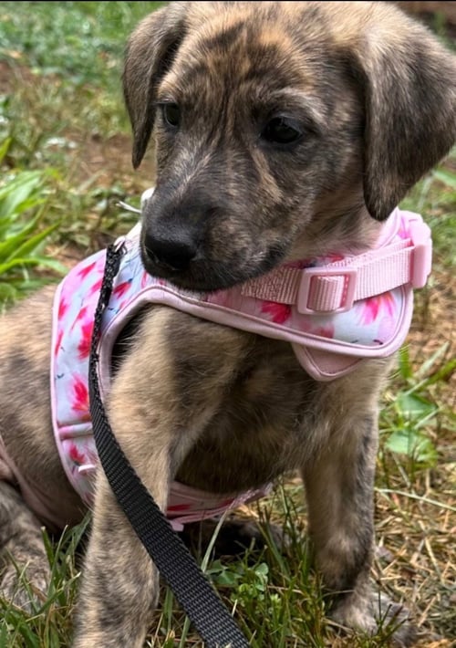 ALASKA - Plott Hound / German Shepherd Dog available for adoption