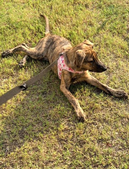 ALASKA - Plott Hound / German Shepherd Dog available for adoption
