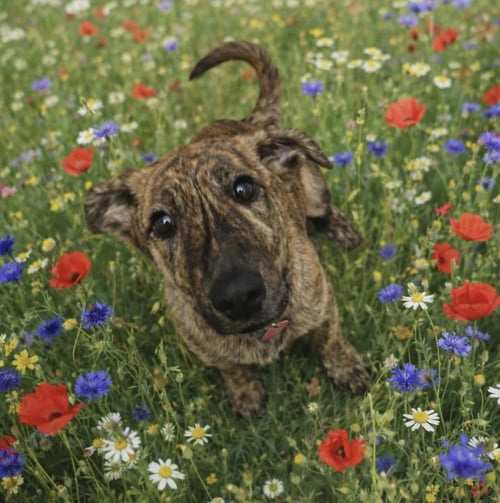 ALASKA - Plott Hound / German Shepherd Dog available for adoption