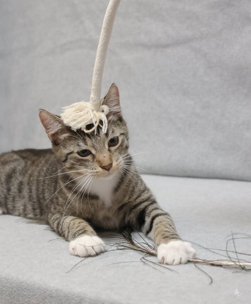 MACK - Domestic Short Hair available for adoption