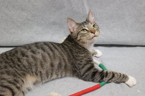 MACK - Domestic Short Hair available for adoption