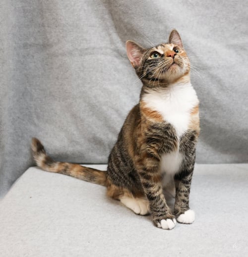 ANN CHOVY - Domestic Short Hair available for adoption