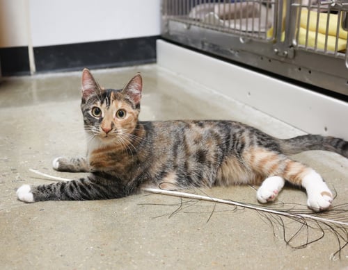 ANN CHOVY - Domestic Short Hair available for adoption