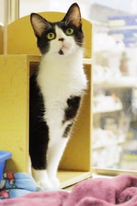 Houdini - Photo 4