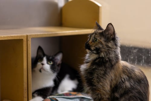 HOUDINI - Domestic Medium Hair available for adoption