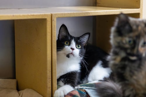 HOUDINI - Domestic Medium Hair available for adoption
