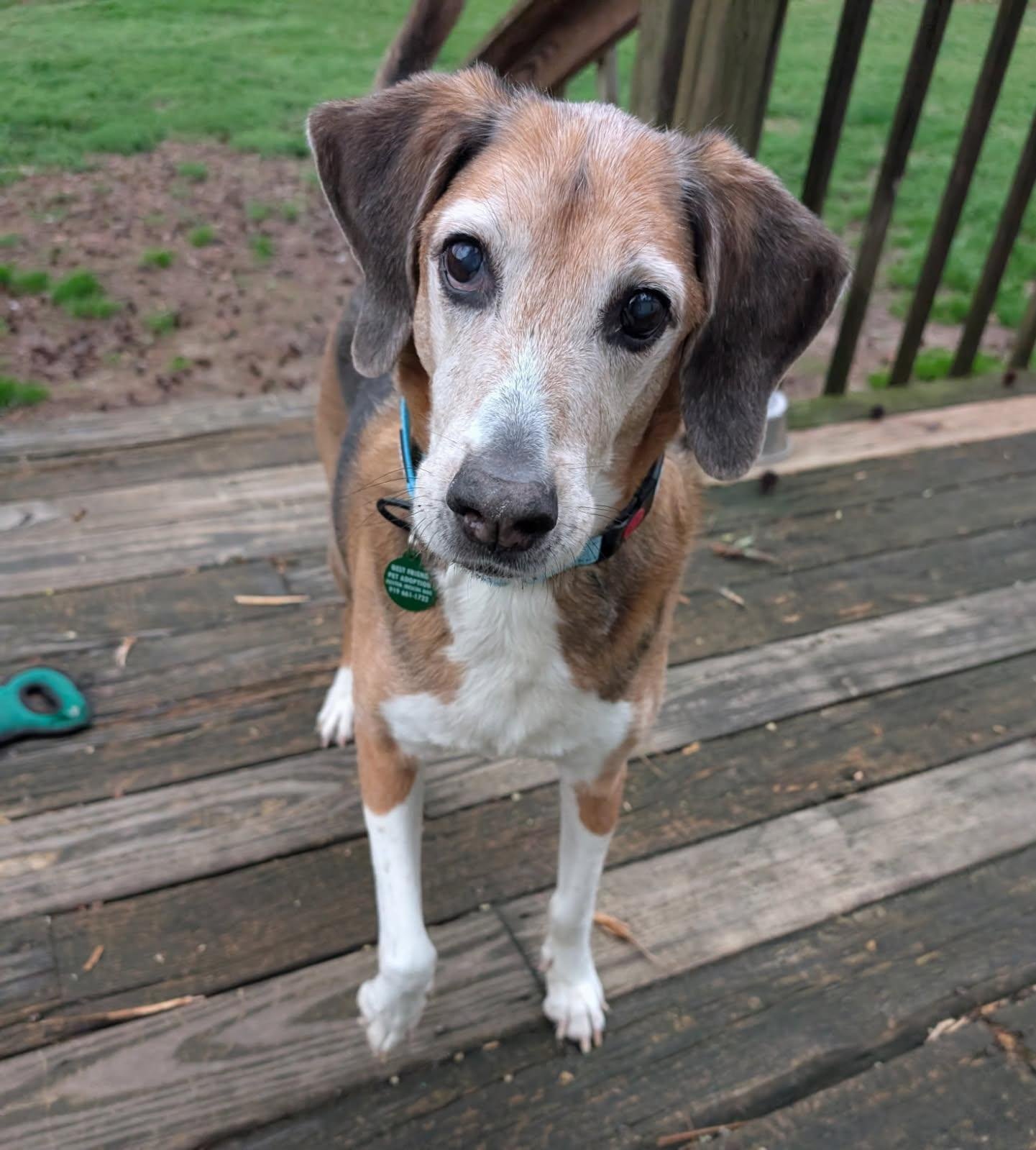 LESTER - Treeing Walker Coonhound / Beagle for adoption in Cary