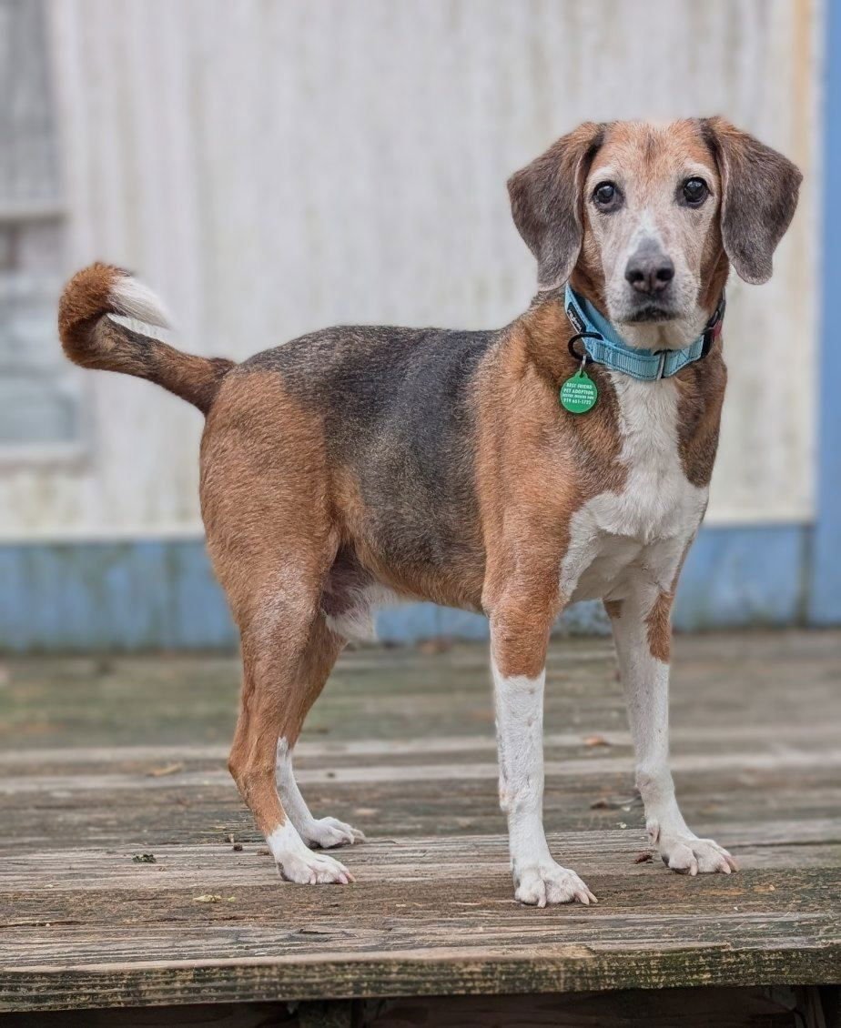 LESTER - Treeing Walker Coonhound / Beagle available for adoption