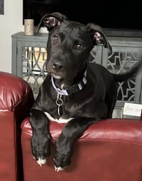 Travis - Photo 4