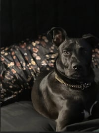 Travis - Photo 2