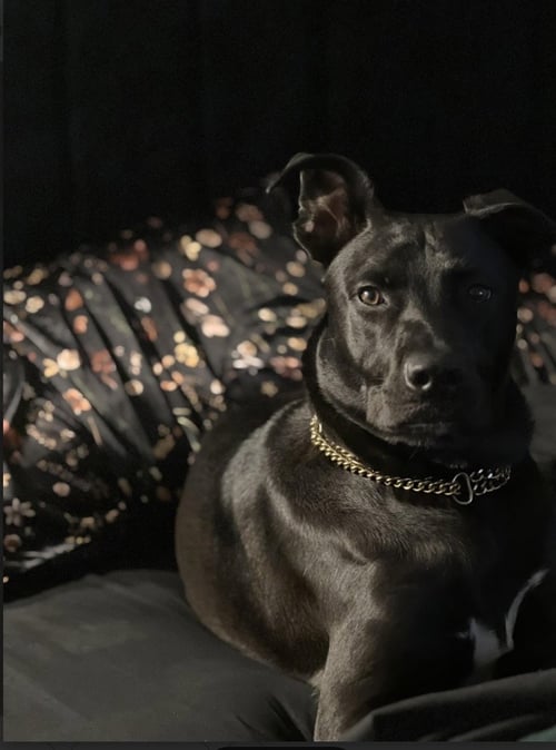 TRAVIS - Labrador Retriever / Terrier available for adoption