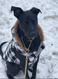Travis - Photo 1