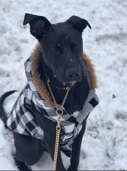 TRAVIS - Labrador Retriever / Terrier available for adoption