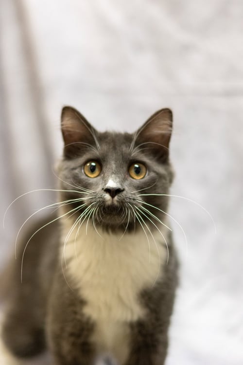 JARED - Domestic Short Hair available for adoption