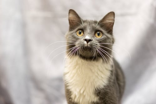 JARED - Domestic Short Hair available for adoption