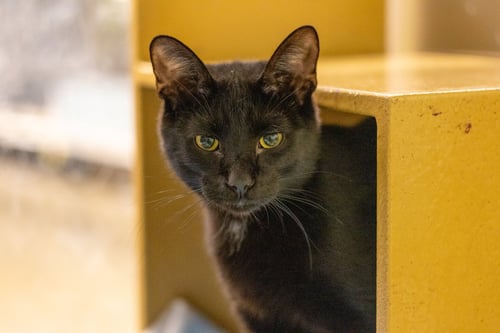 LITTLE RED - Domestic Short Hair available for adoption