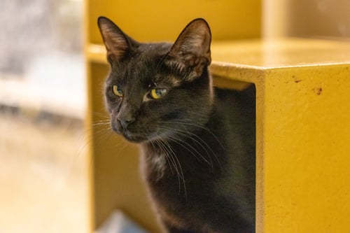 LITTLE RED - Domestic Short Hair available for adoption