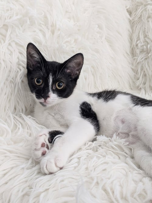 SIREN - Domestic Short Hair available for adoption