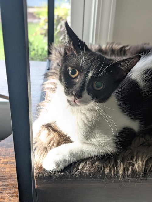 SIREN - Domestic Short Hair available for adoption