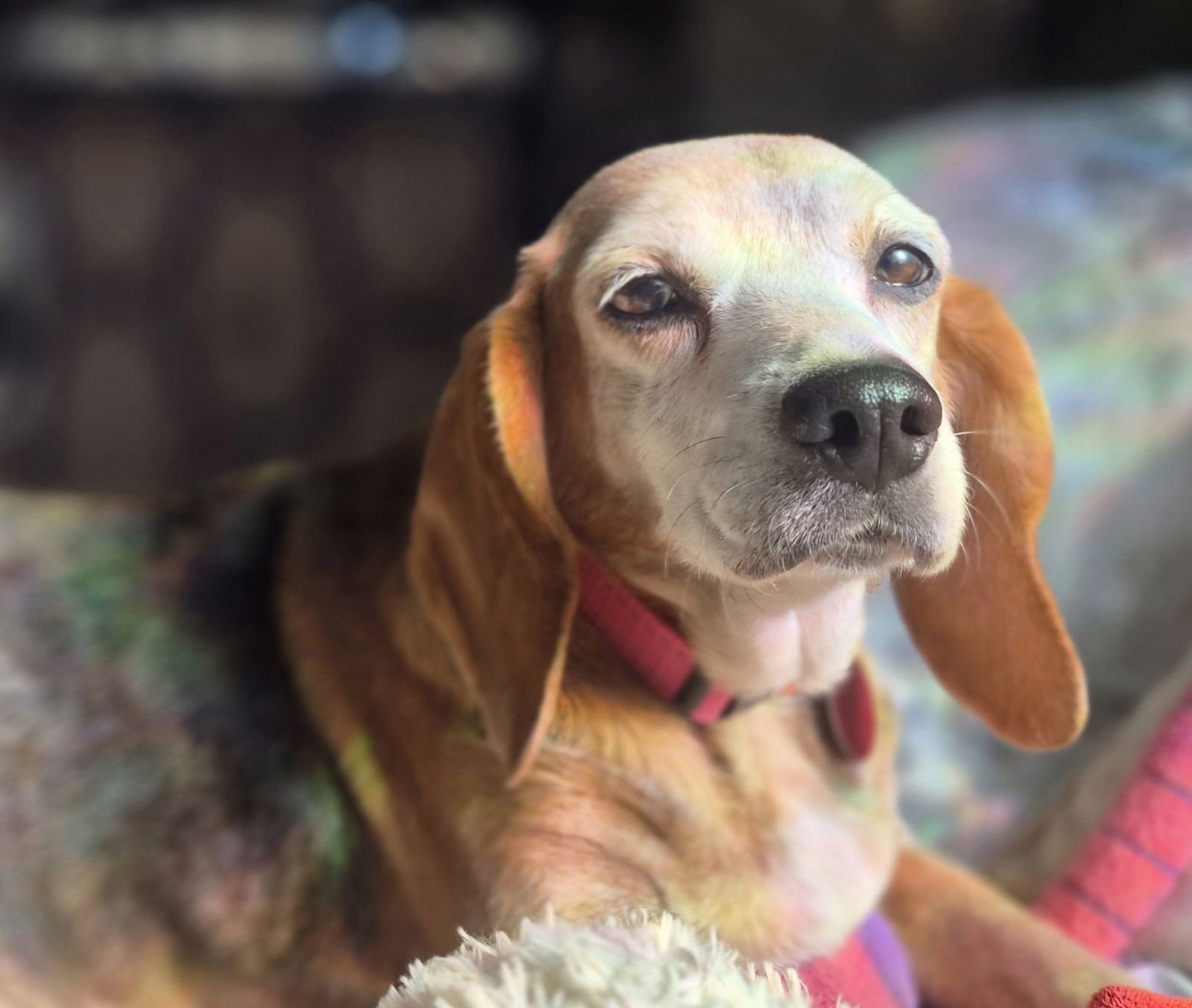 MARTHA - Beagle for adoption in Cary