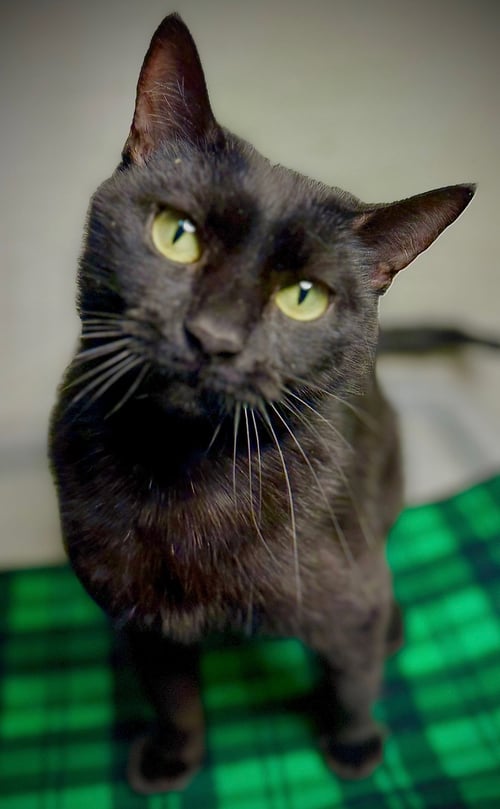 LEANDRIA - Domestic Short Hair available for adoption
