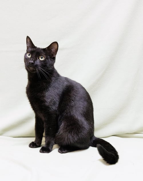 LEANDRIA - Domestic Short Hair available for adoption