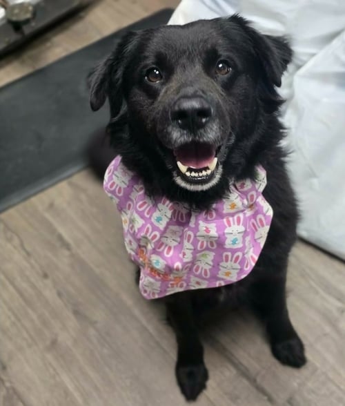 COSMO - Flat-coated Retriever available for adoption