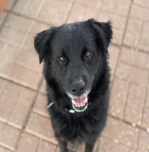 COSMO - Flat-coated Retriever available for adoption