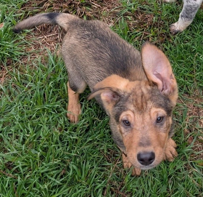 DALLAS - Australian Cattle Dog/Blue Heeler available for adoption