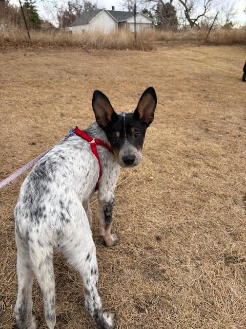 CHARLESTON - Australian Cattle Dog/Blue Heeler available for adoption