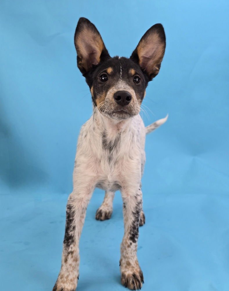 CHARLESTON - Australian Cattle Dog/Blue Heeler available for adoption