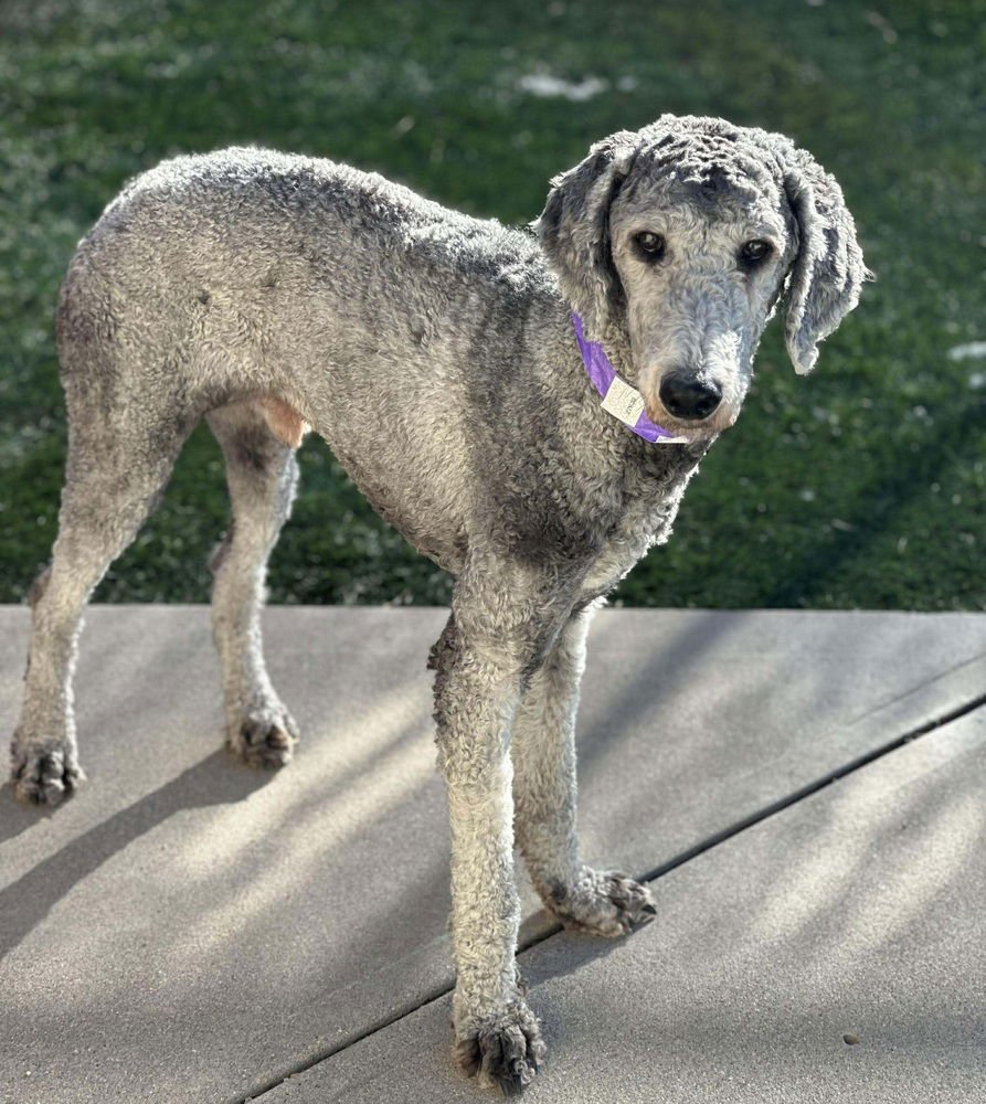 CAPPERTEN - Poodle (Standard) available for adoption