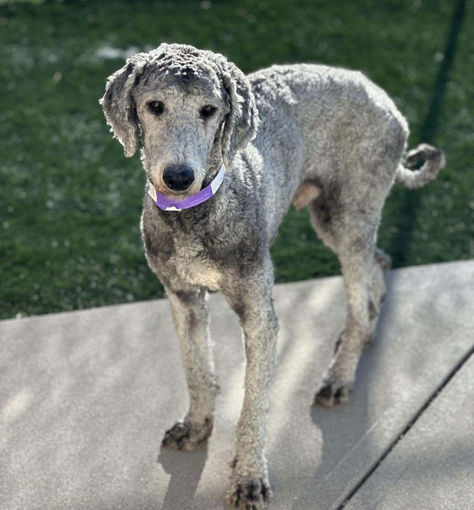 CAPPERTEN - Poodle (Standard) available for adoption