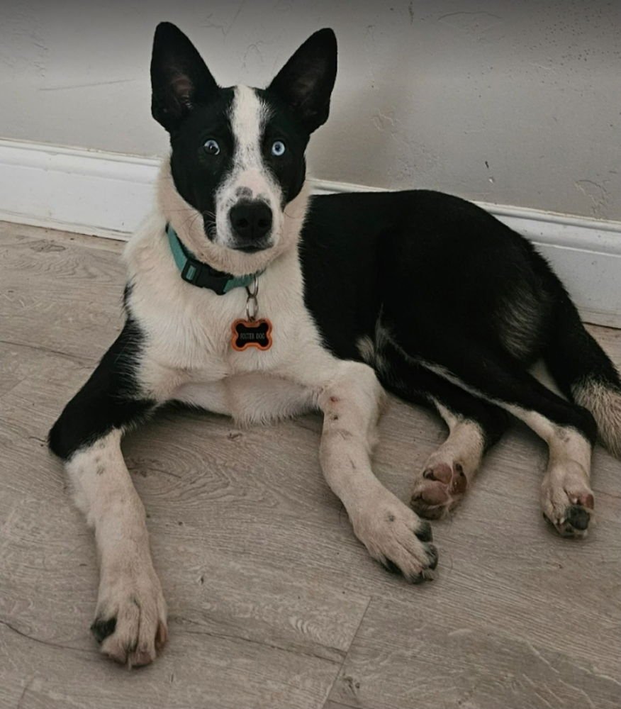 TRISHA - Border Collie available for adoption