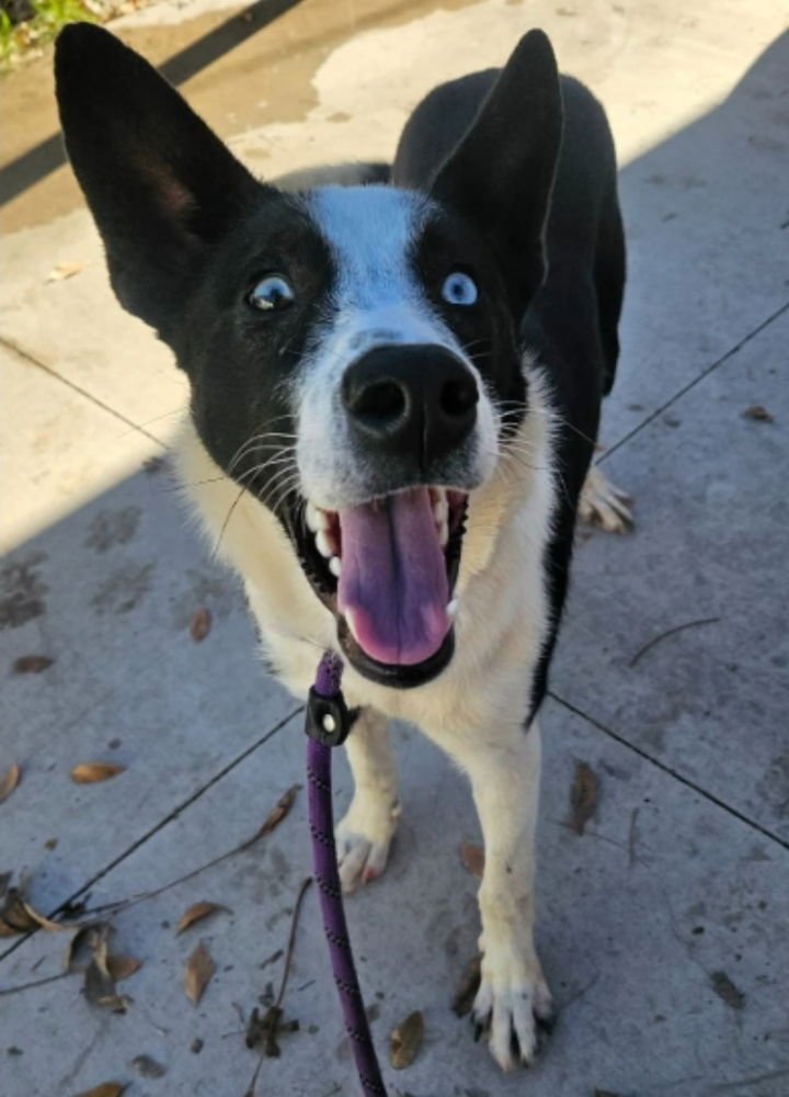 TRISHA - Border Collie available for adoption
