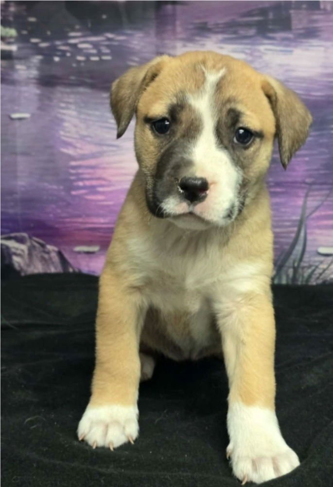 TARTLET - Pit Bull Terrier available for adoption