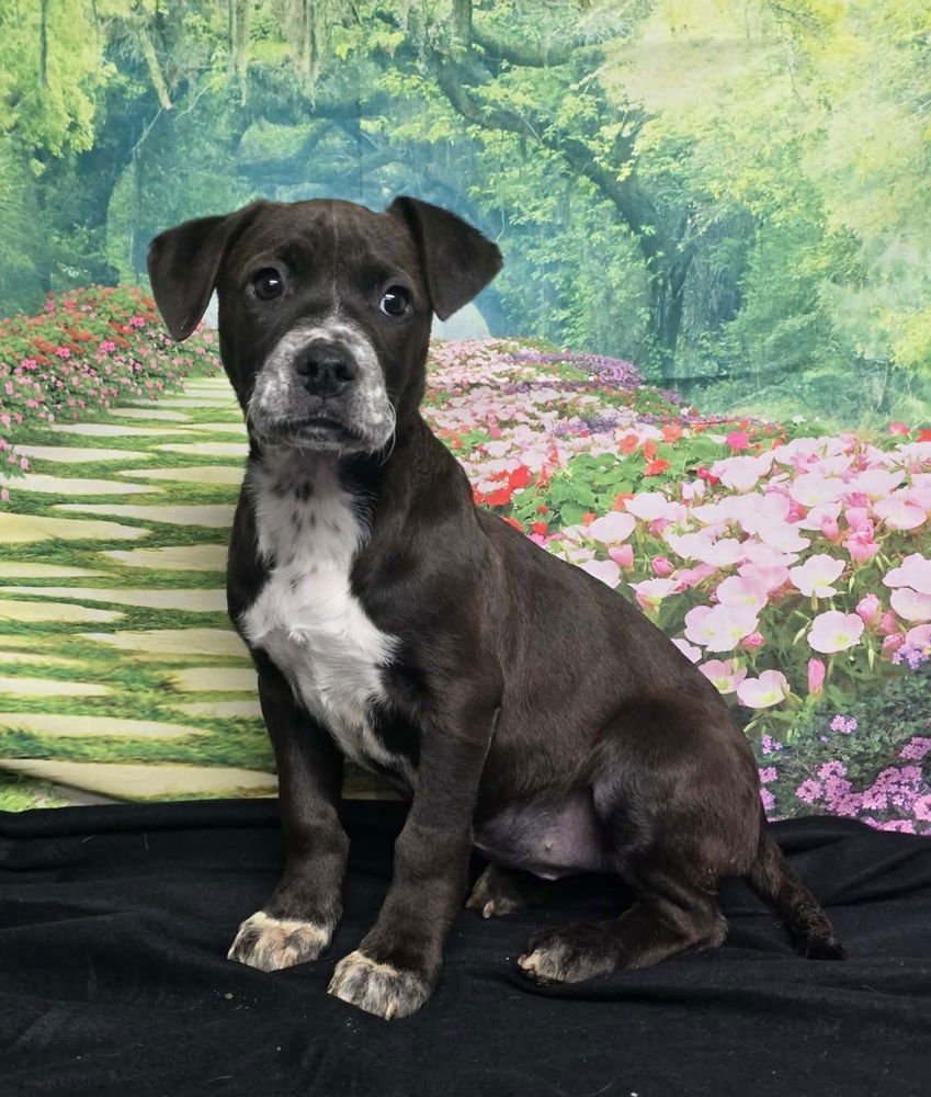 PAVLOVA - American Staffordshire Terrier available for adoption
