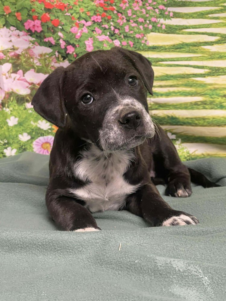 PAVLOVA - American Staffordshire Terrier available for adoption
