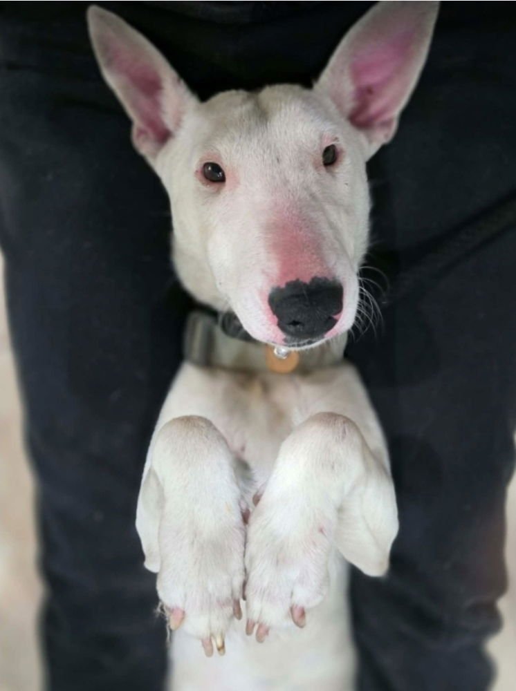POP ROCKS - Bull Terrier available for adoption
