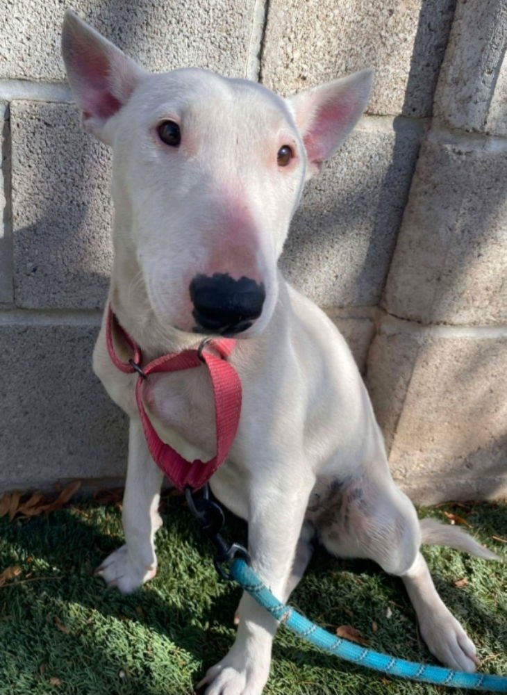 POP ROCKS - Bull Terrier available for adoption
