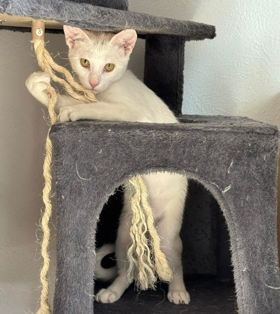 KASON - Domestic Short Hair available for adoption