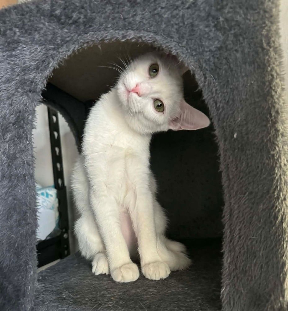 KASON - Domestic Short Hair available for adoption