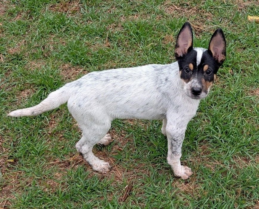 HOUSTON - Australian Cattle Dog/Blue Heeler available for adoption