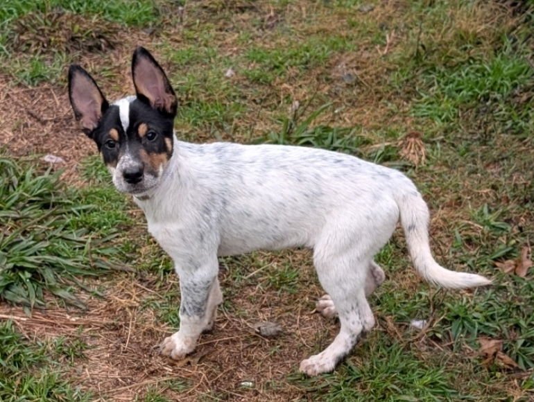 HOUSTON - Australian Cattle Dog/Blue Heeler available for adoption