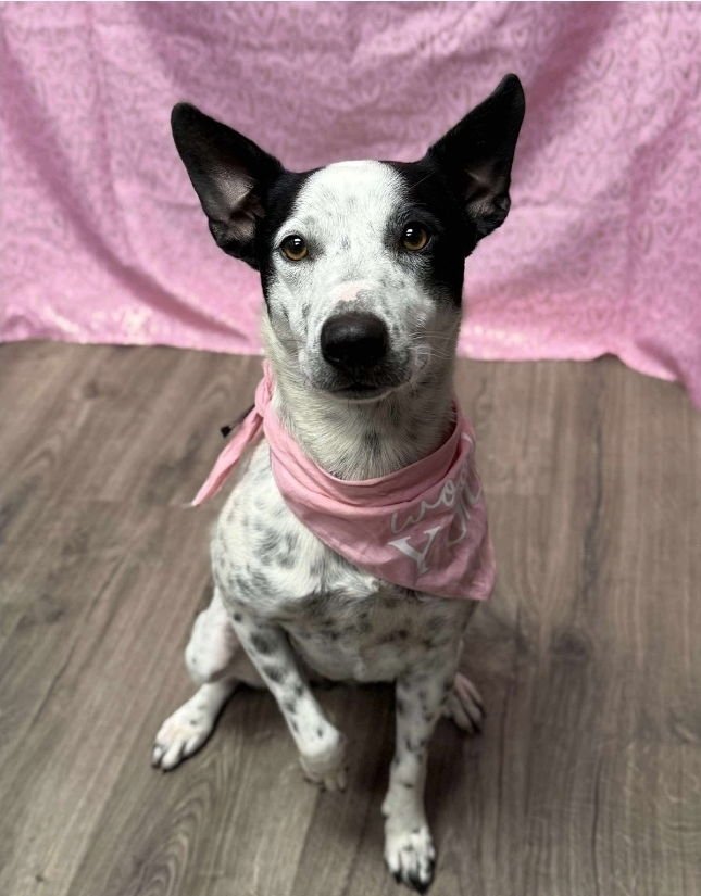 IVORY ICE - Australian Cattle Dog/Blue Heeler available for adoption