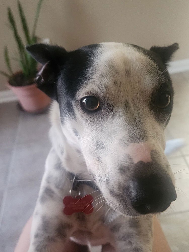 IVORY ICE - Australian Cattle Dog/Blue Heeler available for adoption