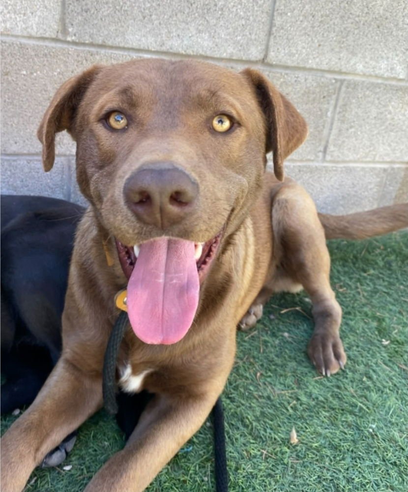 CHARLIE - Labrador Retriever available for adoption